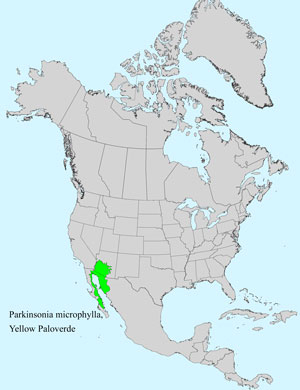 North America species range map for Parkinsonia microphylla: